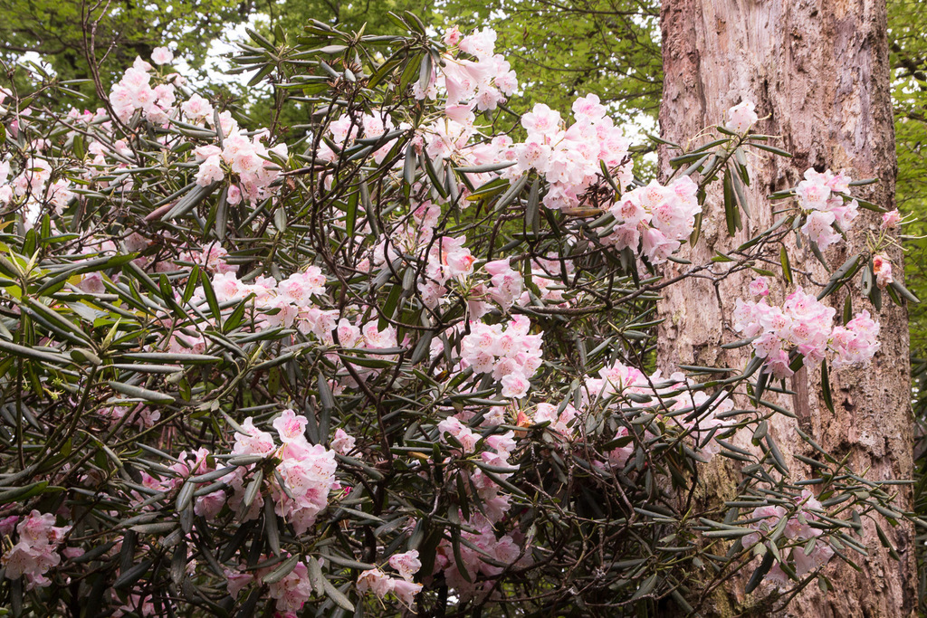 falsegoldflower rhododendron from 313台灣新竹縣尖石鄉 on April 2, 2021 at 01