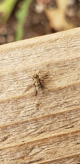 Diptera