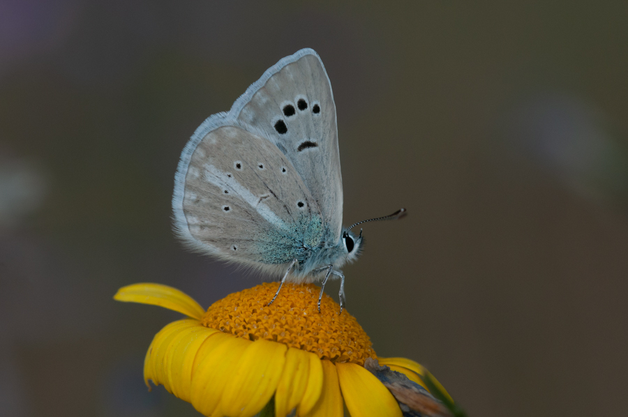 Polyommatus bilgini
