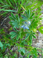 Lupinus micranthus