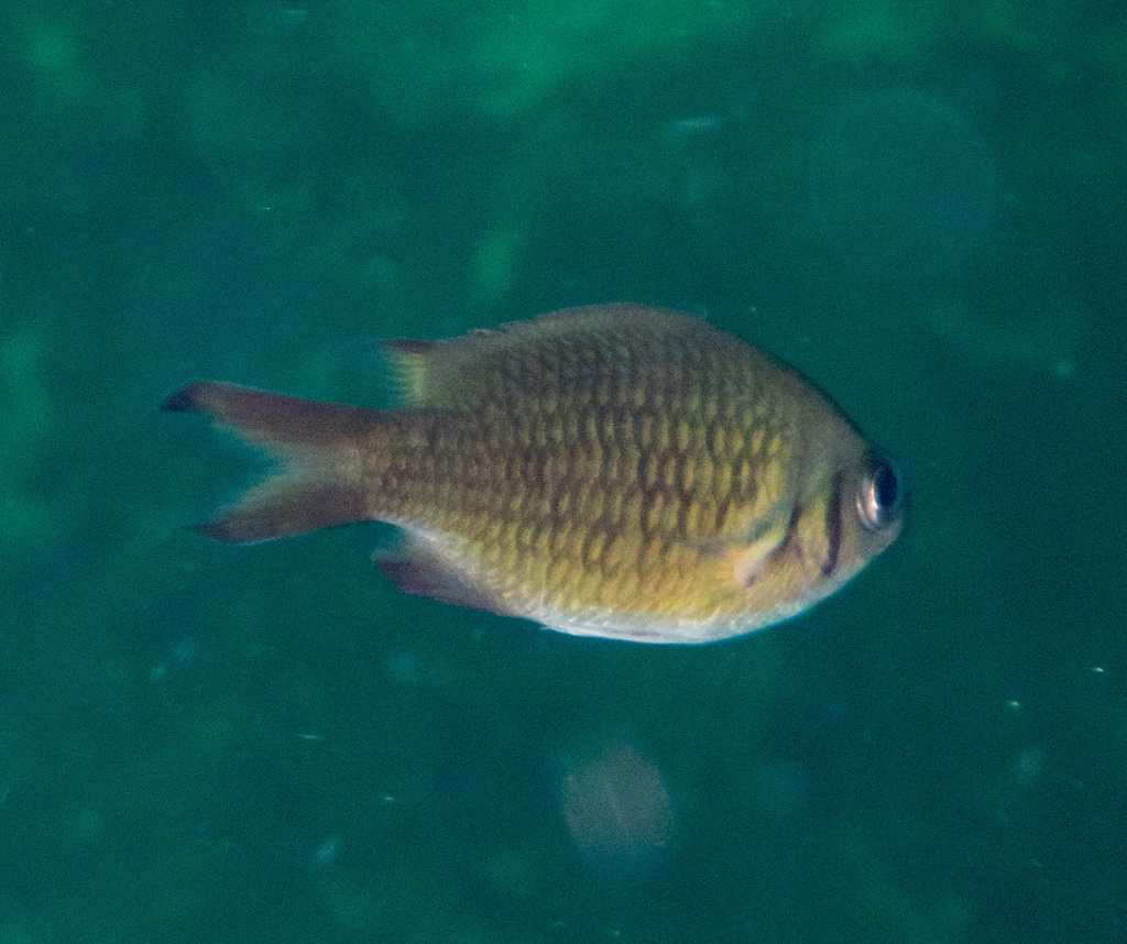 Weber's chromis