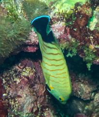 Centropyge eibli