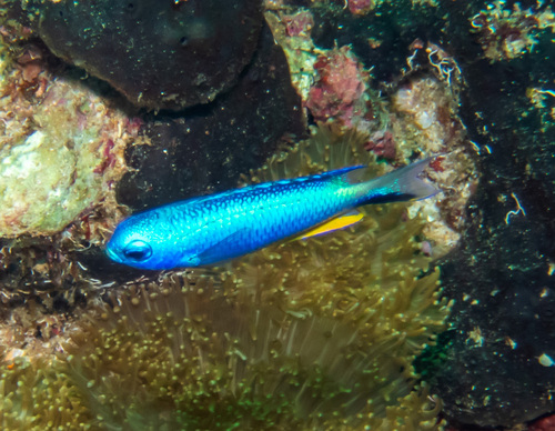 Allens rifbaarsje (Pomacentrus alleni) — Pomacentridae
