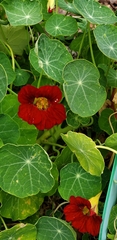 Tropaeolum majus