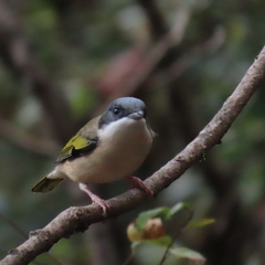 Blyth's Shrike-Babbler photo 1