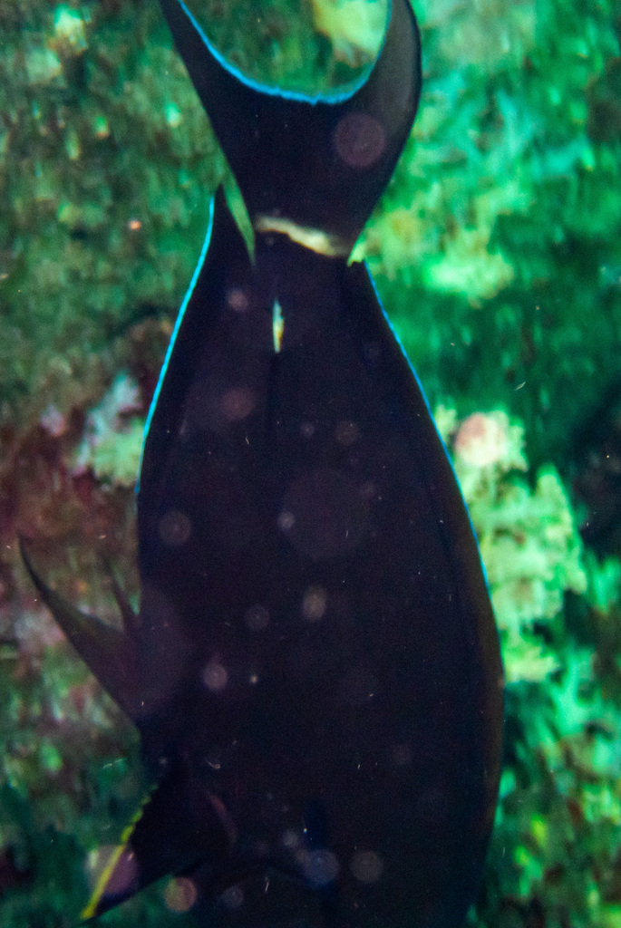 Pale-lipped Surgeonfish
