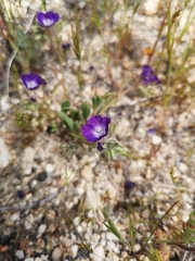 Phacelia davidsonii