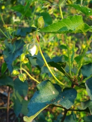Cistus populifolius
