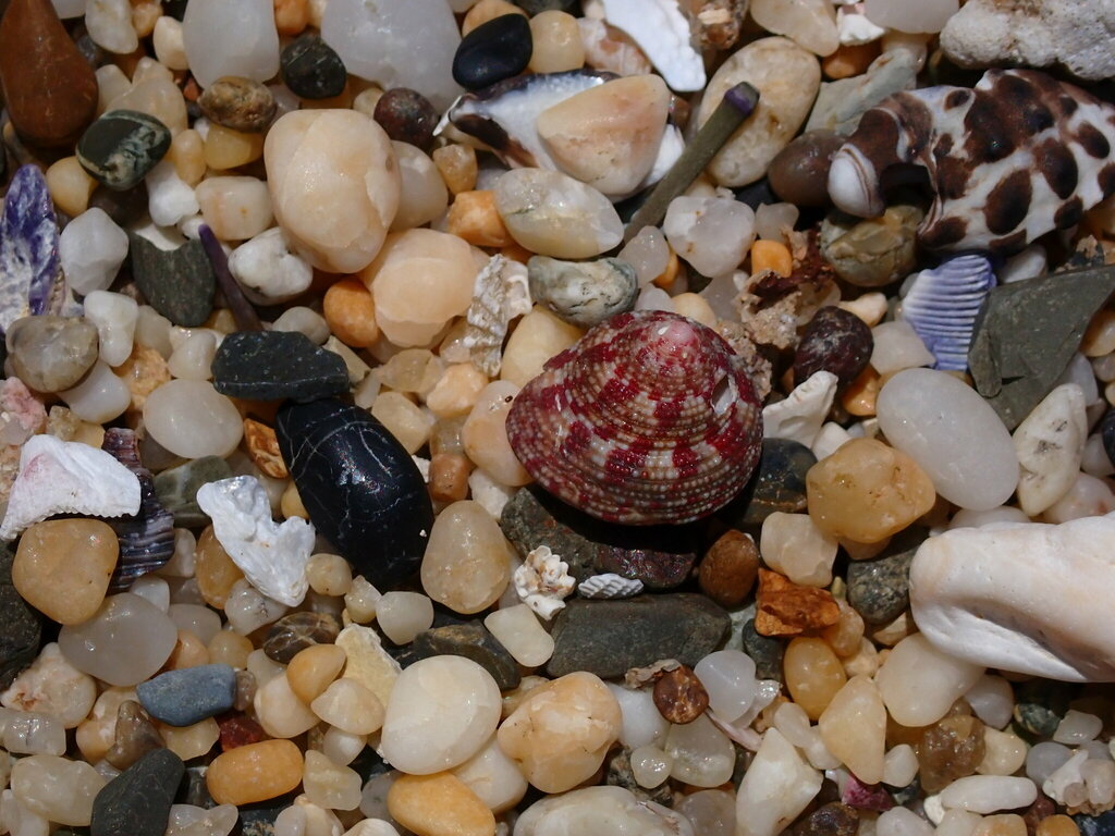 Clanculus clangulus from Barcoongere NSW 2460, Australia on December 12 ...