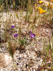 Phacelia davidsonii