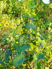 Cistus populifolius