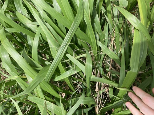 Image of Paspalum mandiocanum by (c) Thomas Mesaglio, some rights reserved (CC BY)