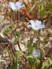 Nemophila menziesii