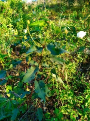 Cistus populifolius