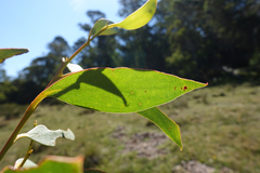 Eucalyptus stellulata