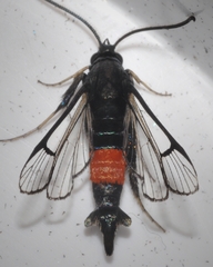 Synanthedon rubrofascia