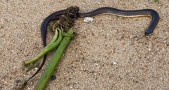 Helicops infrataeniatus