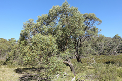 Eucalyptus stellulata