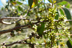 Eucalyptus stellulata