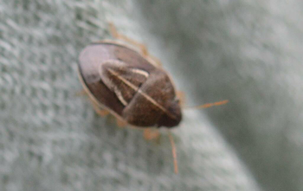 Neottiglossa flavomarginata