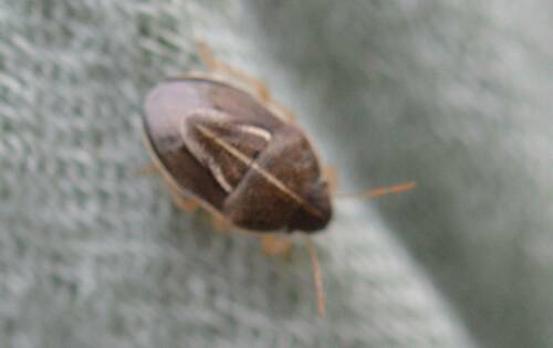 Neottiglossa flavomarginata