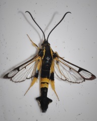 Synanthedon kathyae