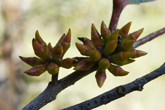 Eucalyptus stellulata