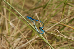Coenagrion scitulum