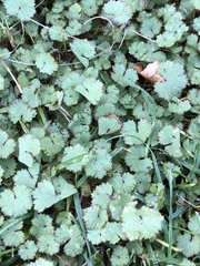 Hydrocotyle moschata moschata