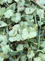 Hydrocotyle moschata moschata