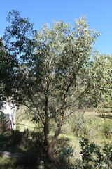 Eucalyptus stellulata