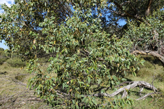 Eucalyptus stellulata