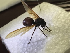 Atta laevigata