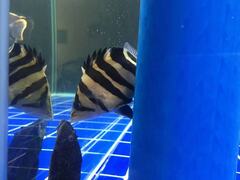 Finescale Tigerfish photo 3