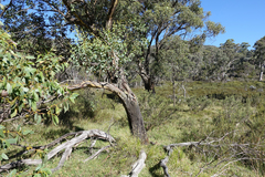 Eucalyptus stellulata