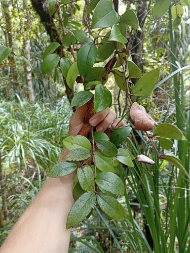 Image of Metrosideros albiflora by (c) Oscar Dove, some rights reserved (CC BY)