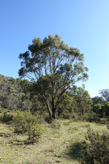 Eucalyptus stellulata