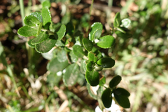 Olearia myrsinoides