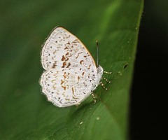 Cyaniriodes libna