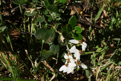 Olearia myrsinoides