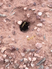 Myrmecocystus mexicanus