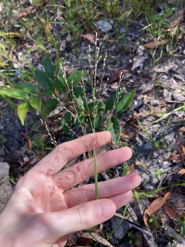Image of Panicum simile by (c) Thomas Mesaglio, some rights reserved (CC BY)