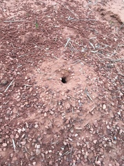 Myrmecocystus mexicanus