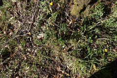Olearia myrsinoides