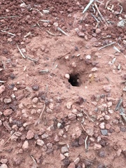 Myrmecocystus mexicanus