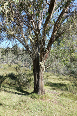 Eucalyptus stellulata