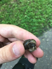 Webbhelix multilineata