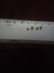 Convolvulus equitans