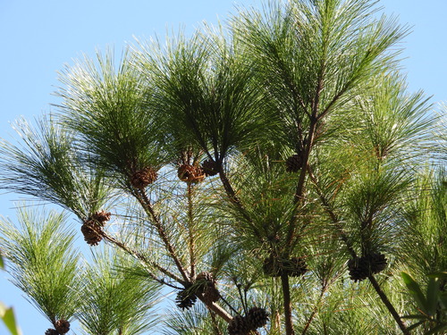 Pinus luchuensis iNat (2)