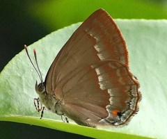 Deramas nolens